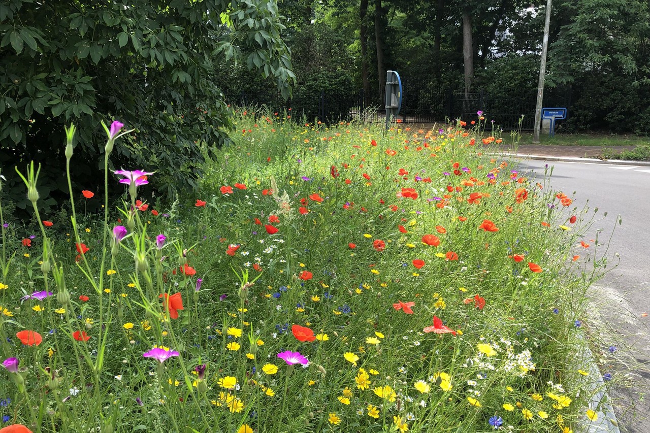 Stad laat gras groeien tijdens actie Maai Mei Niet: “Extra bloemen ...