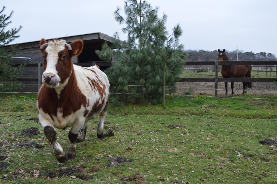 Marie in volle draf. Ze geeft haar buurpaarden het nakijken, mét bovendien de tong in de neus, ook iets dat een paard niet kan.
