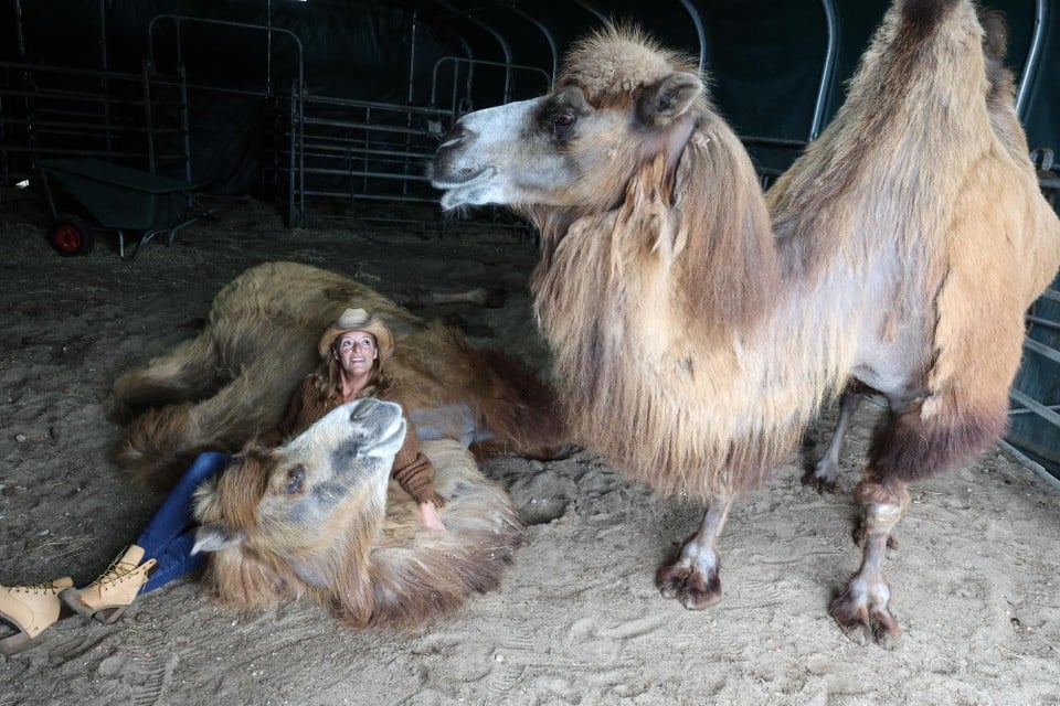 The camels were very affectionate.