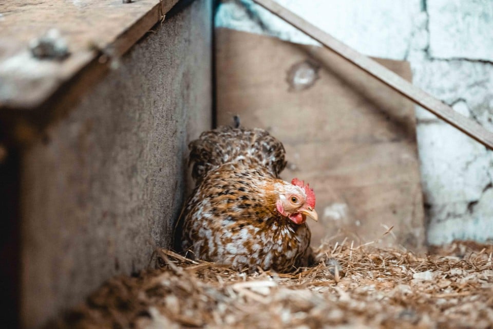 No more expulsion for poultry from Thursday