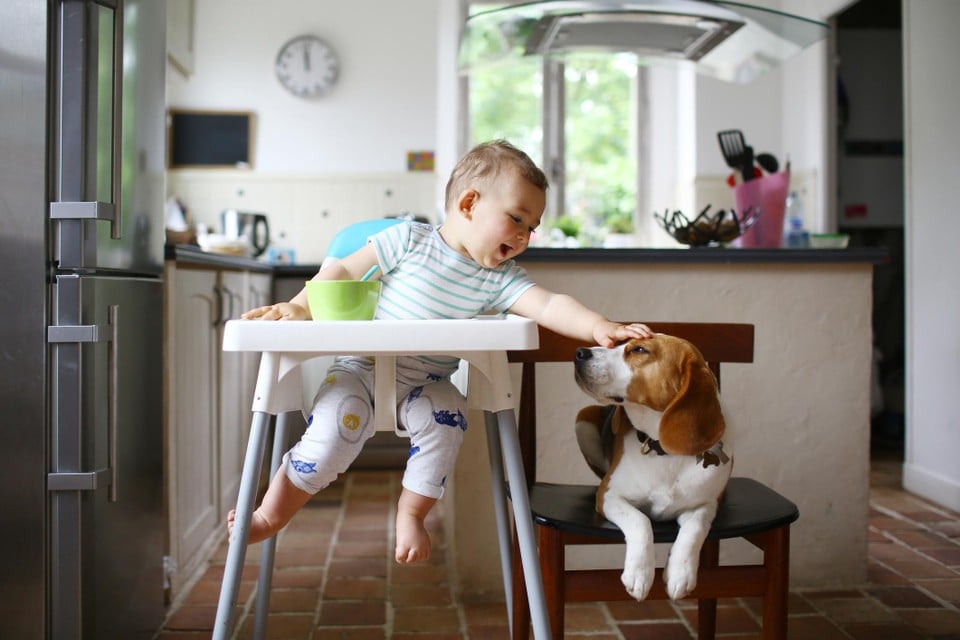 Mensen hebben volgens nieuwe studie meer aan hun hond dan aan hun beste  vriend: “Een positieve relatie met minimale conflicten” | Het Nieuwsblad  Mobile