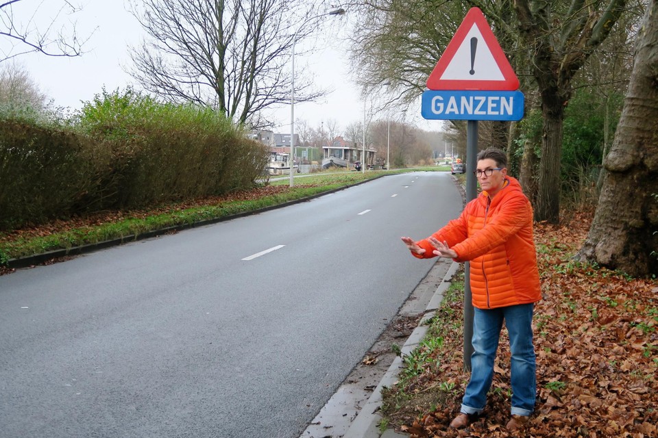 Chantal maant chauffeurs aan om op de Sluizenstraat - waar je sinds enige tijd maar 50 km per uur mag rijden, te vertragen voor de ganzen. 