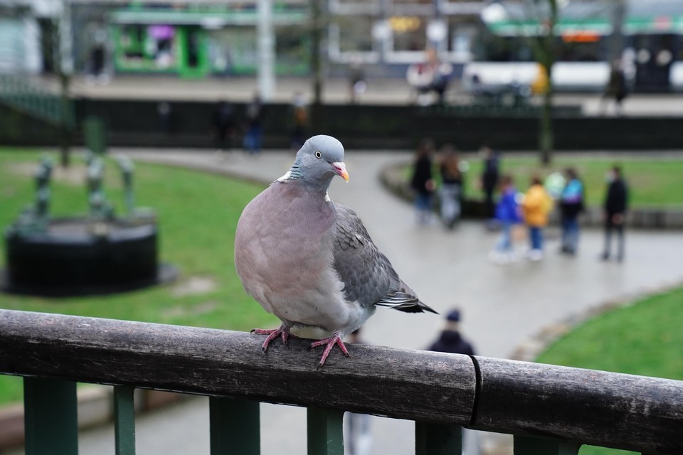 In het centrum van Turnhout zitten te veel duiven. 