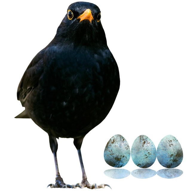 Sovjet Vroegst onvoorwaardelijk Hoe weet je welk ei van welke vogel is? Onze dierendokter lijst de  verschillen op | Het Nieuwsblad Mobile