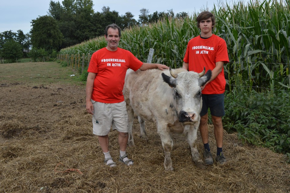 Christof De Cabooter (47) en zijn zoon Chesney verloren vijf koeien op enkele maanden tijd, vermoedelijk door zwerfvuil: “Blikjes en glas komen in de verhakselaar terecht.”