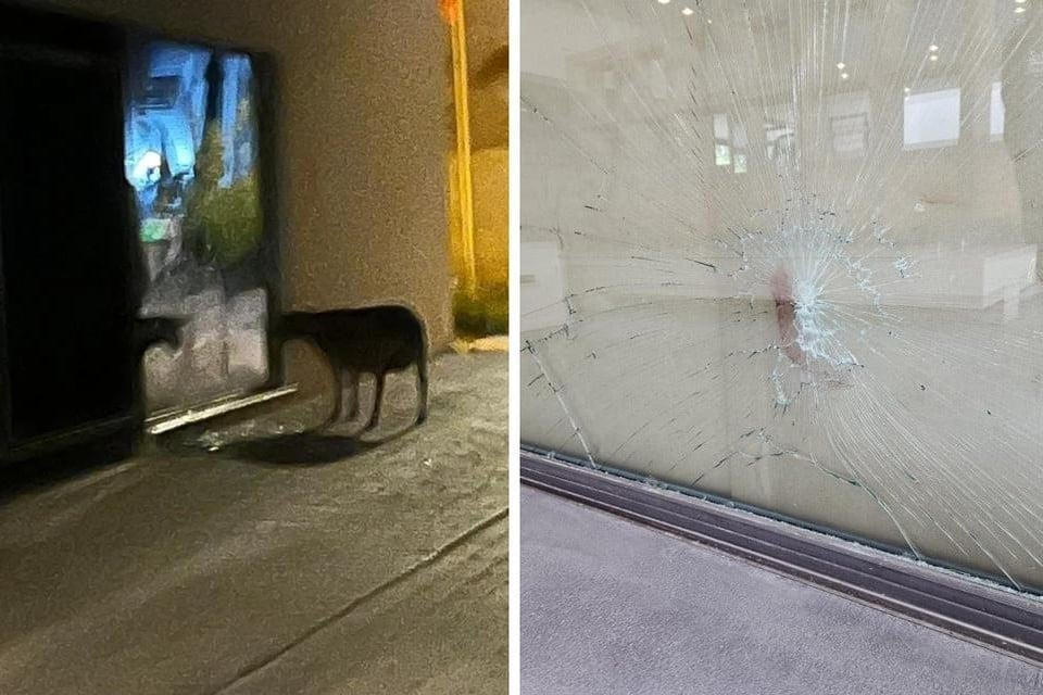 Attempt to steal RAM goes wrong: animal escapes and damages the window of Museum (Zulte)