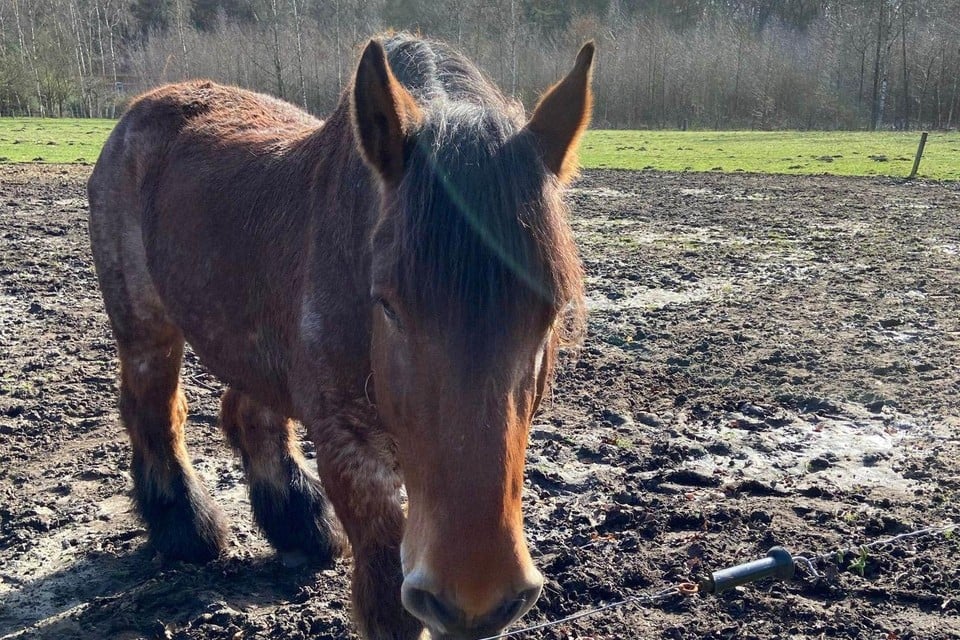 Glory was de mascotte van kinderboerderij Mikerf, waar ze waardig heel oud mocht worden.