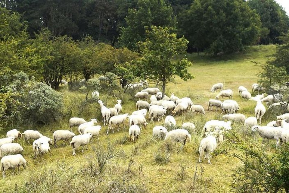 Schapen worden wel vaker ingezet voor de begrazing van moeilijk bereikbare plekken. De schapen hier afgebeeld zijn geen Mergellandschapen.