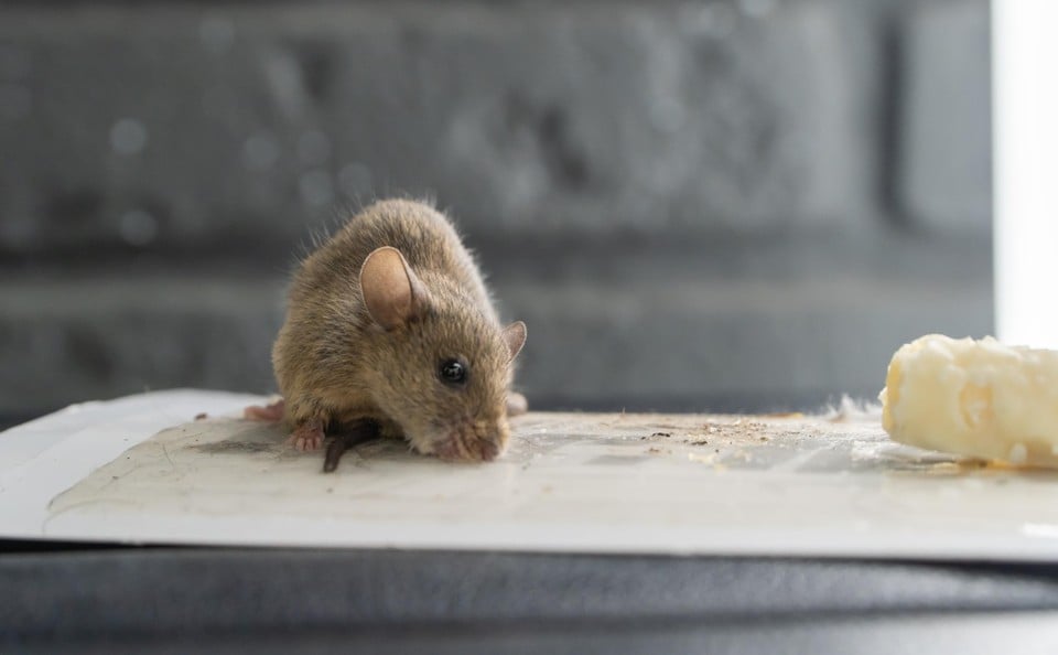 Half of the rats in our garden no longer die after eating poison