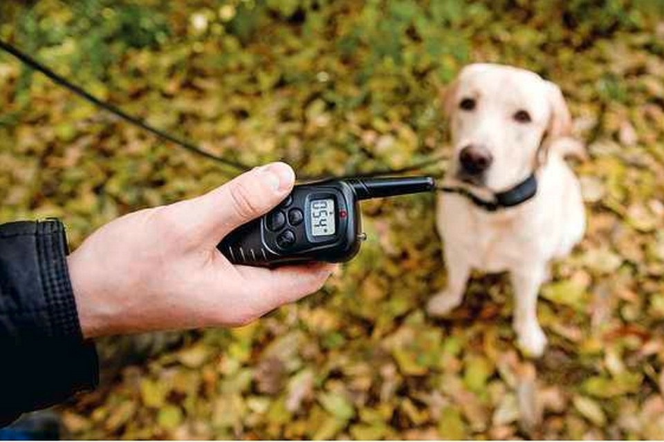 Rally Beheer Bermad Nederland verbiedt stroomhalsband voor honden, bij ons wil Weyts nog niet  zo ver gaan | Het Nieuwsblad Mobile