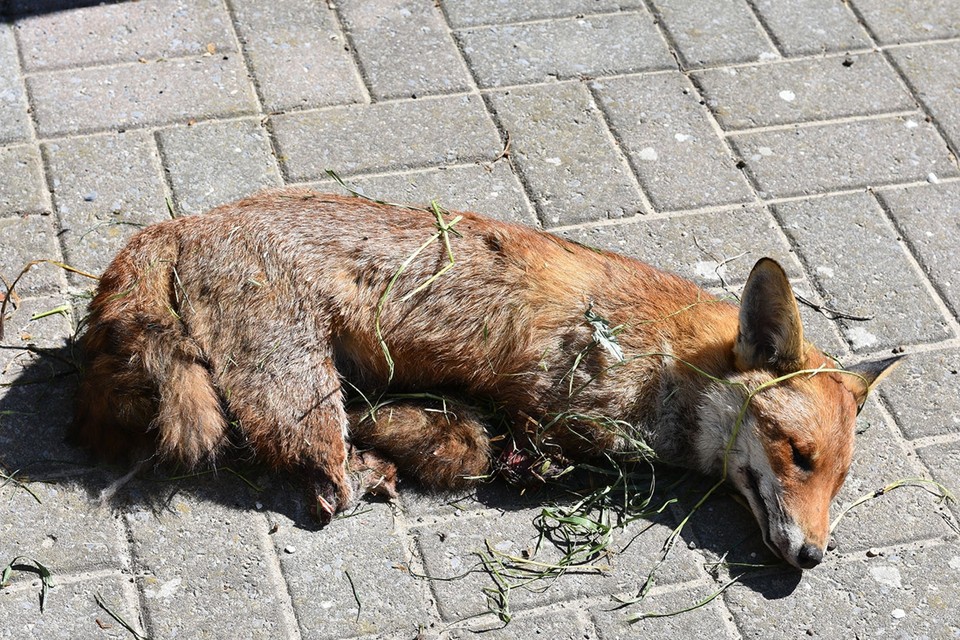 In een weiland werd een verminkte vos gevonden door een voorbijganger. 
