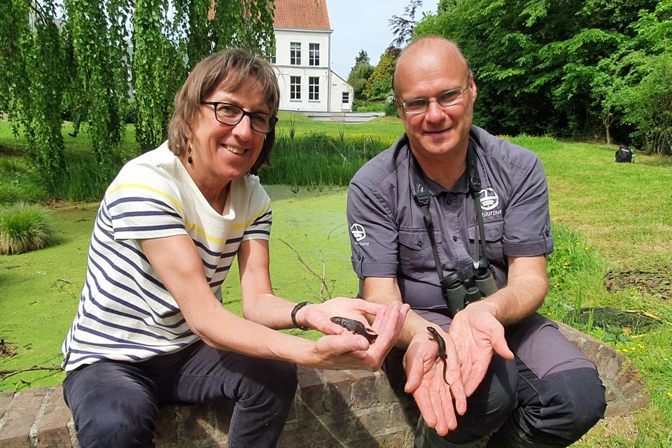 Gedeputeerde Riet Gillis (Groen) en amfibiekenner Dominique Verbelen stelden de heropleving van de salamander met eigen ogen vast. 