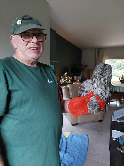 Volunteer Maurice shows a tawny owl that was found in the (thankfully unused) fireplace of a house in Herntals. 