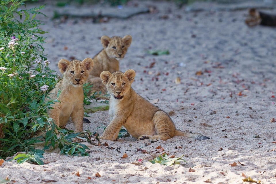 Leeuwenwelpjes Whisker, Waka en Winta op ontdekkingstocht in het Panoramaperk van de Antwerpse Zoo.
