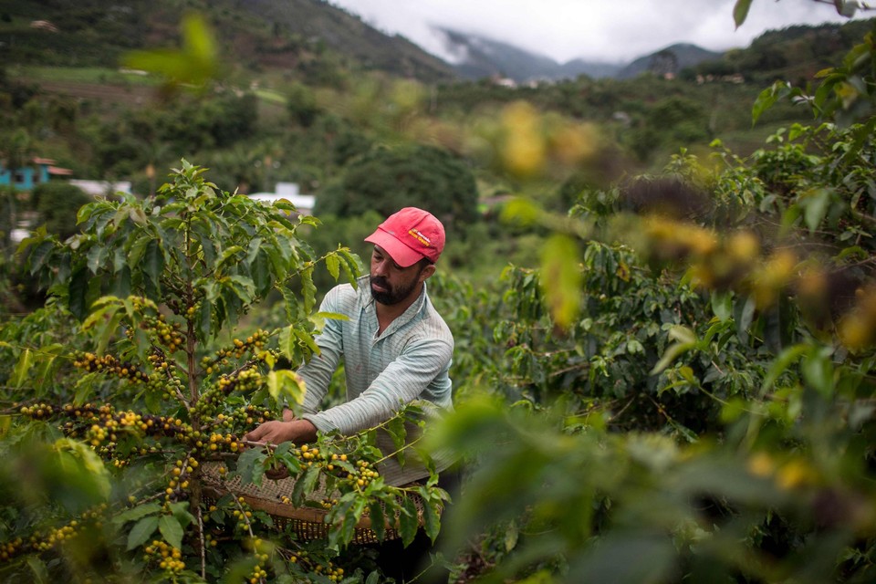  Vorig jaar kende Brazilië, ’s werelds grootse koffieverbouwer, nog een superoogst. Dit jaar is het een ramp. 