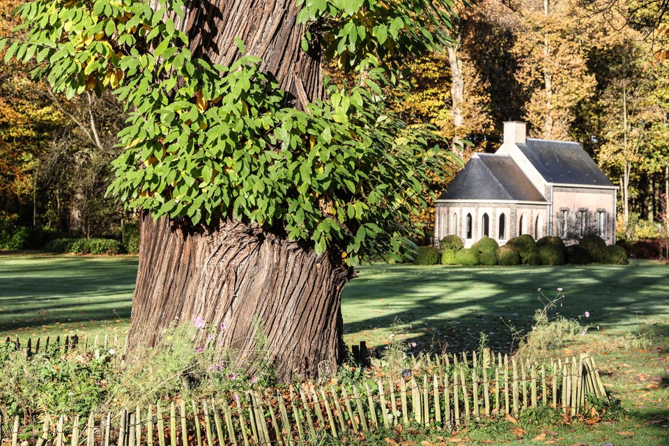 Questo gigante delle castagne si trova nel castello di Hove ter Bole. 
