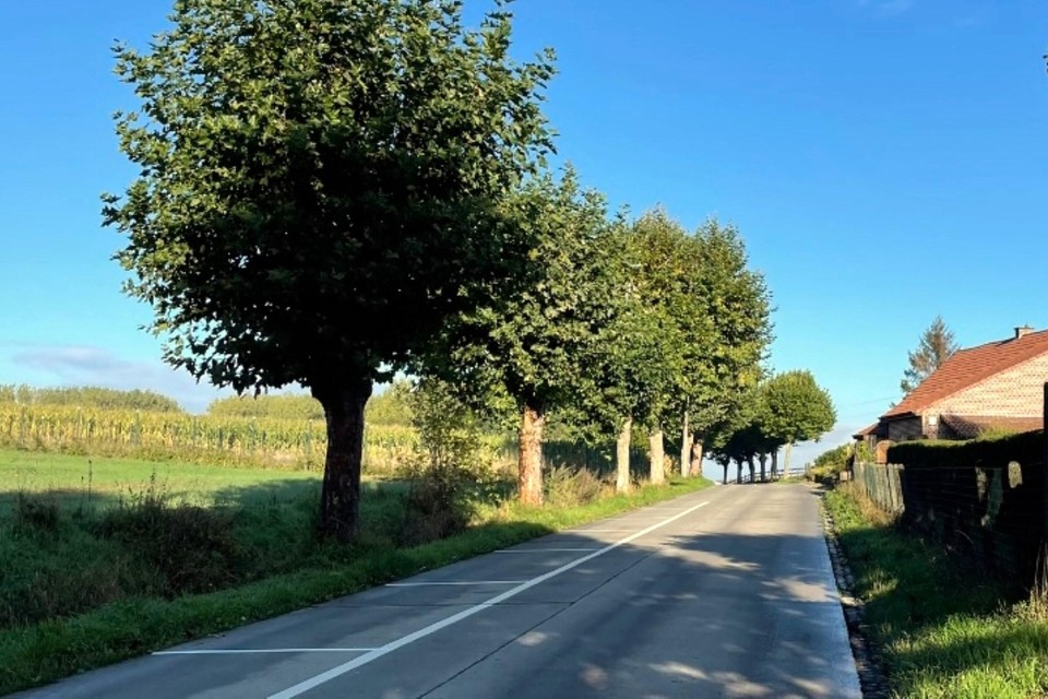 Op de Fossebaan staan heel wat mooie bomen langs de kant van de weg. Iets te dicht tegen de kant, volgens schepen Gunter Desmet.