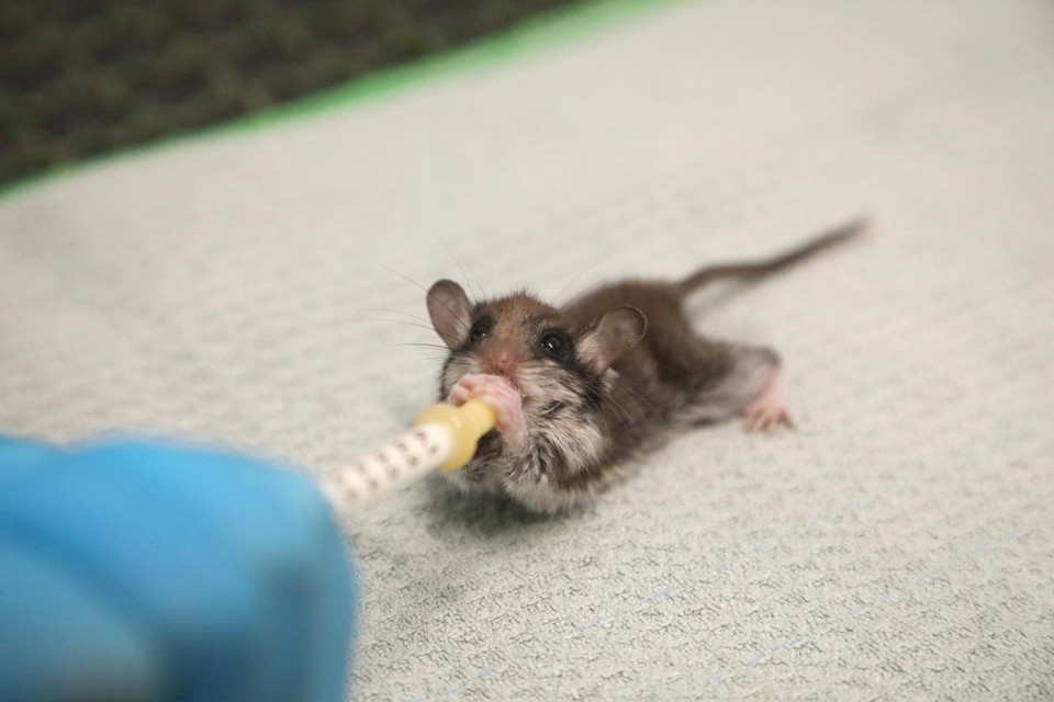 De muisjes werden als baby binnengebracht in het Natuurhulpcentrum.