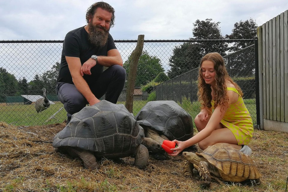 Bezwaar toegang dak Christophe en Flo hebben vijftig landschildpadden in hun tuin: “In de  winter kruipen ze op onze schoot” (Geel) | Het Nieuwsblad Mobile