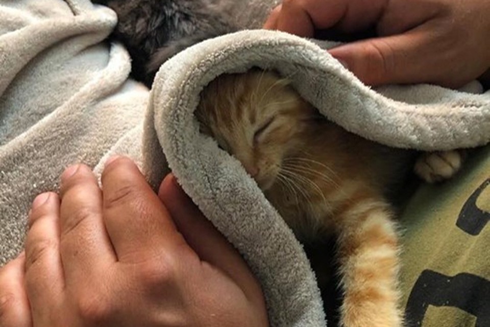 Vijfde verzonden indruk Onbekende dumpt jonge katjes in dichtgebonden juten zak aan asiel: “Ons  hart breekt” (Jabbeke) | Het Nieuwsblad Mobile