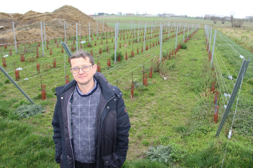 Dirk Syx tussen zijn eerste wijnstokken: “Wijn wordt een nieuwe toeristische troef in Zonnebeke.”