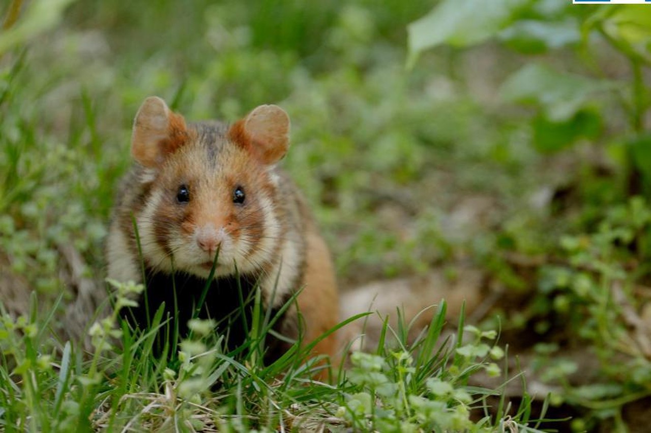 Wilde hamsters met uitsterven bedreigd in Vlaanderen | Het Nieuwsblad Mobile