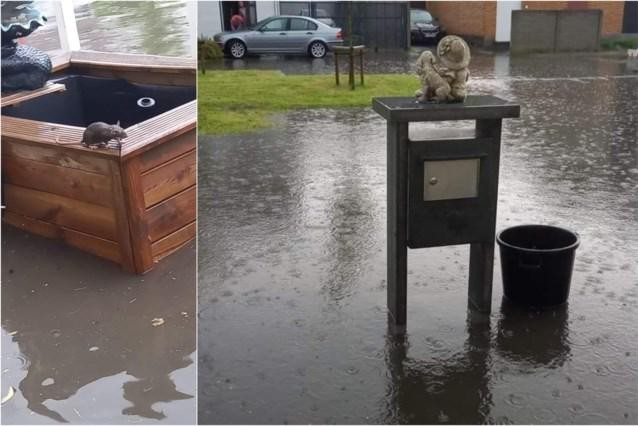 Zelfs de ratten kwamen bovendrijven door de wateroverlast.