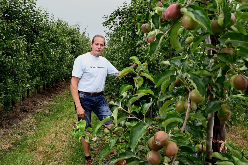 Jan Lowet bij zijn eerste oogst bio-appels. 