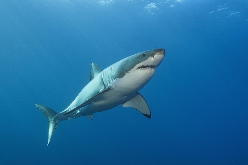 Shark spotted near the Belgian border: swimmers ordered to leave water