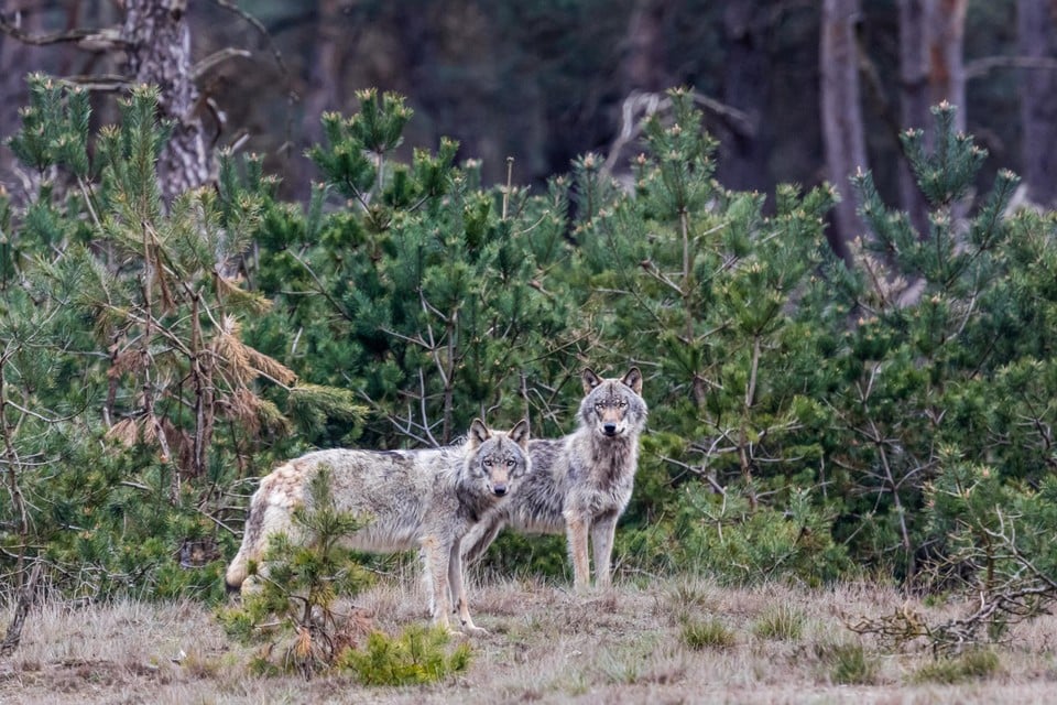 Wolves hardly seem to like sheep: these animals are on their menu much more often
