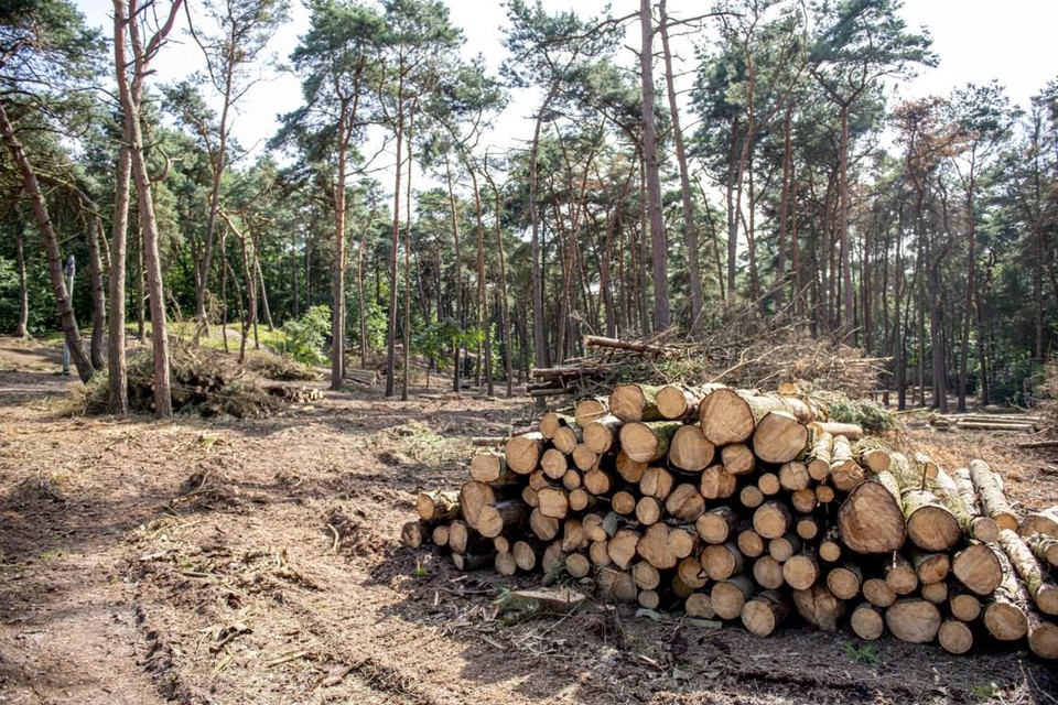 Archiefbeeld. Bos met fijnsparren.