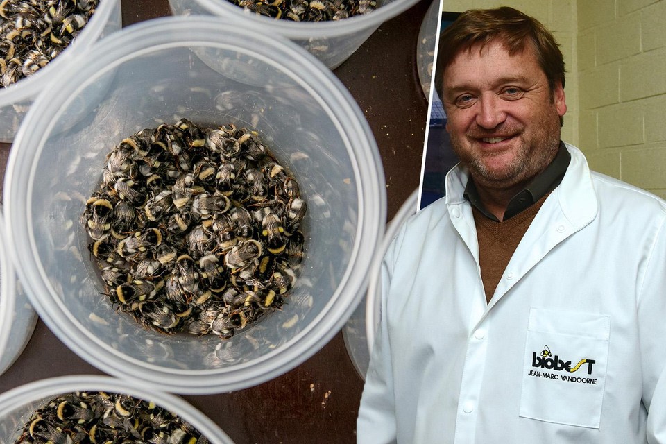 Biobest-CEO Jean-Marc Vandoorne dingt mee naar het marktleiderschap in biologische bescherming van gewassen.