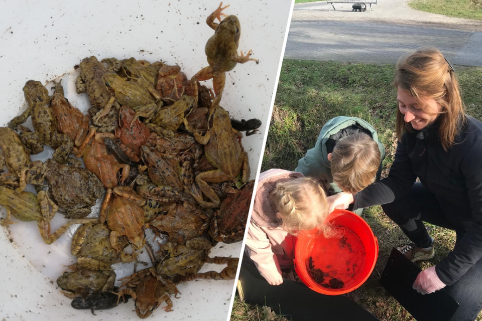 In totaal werden 807 padden, kikkers en salamanders gered, dankzij de hulp van vele vrijwilligers van alle leeftijden.