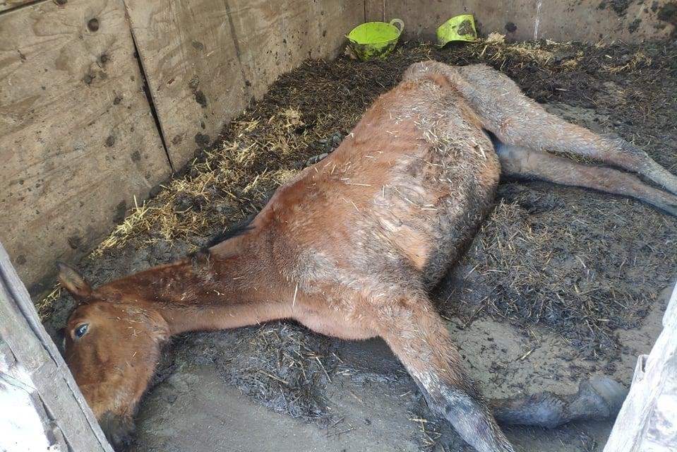 In de Schauselhoekstraat in Temse lag een uitgehongerd paard op sterven na dood in een stal. 