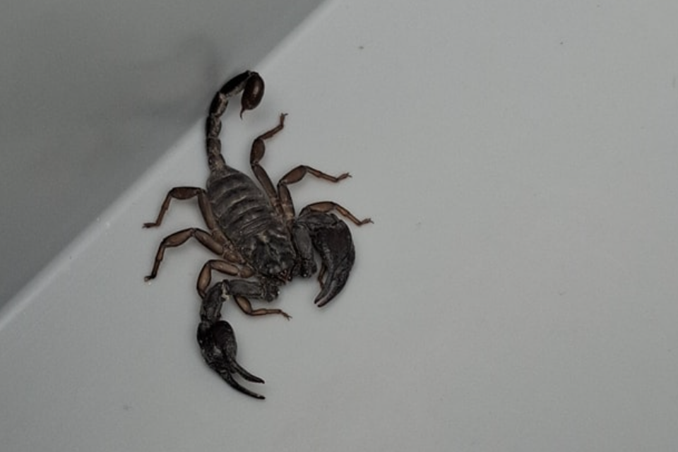 Leuven residents order online swimming pool, but get a living scorpion (Leuven)