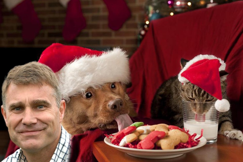Breng kerst niet door bij de je je huisdier best weg houdt van je feestdis | Het Nieuwsblad Mobile