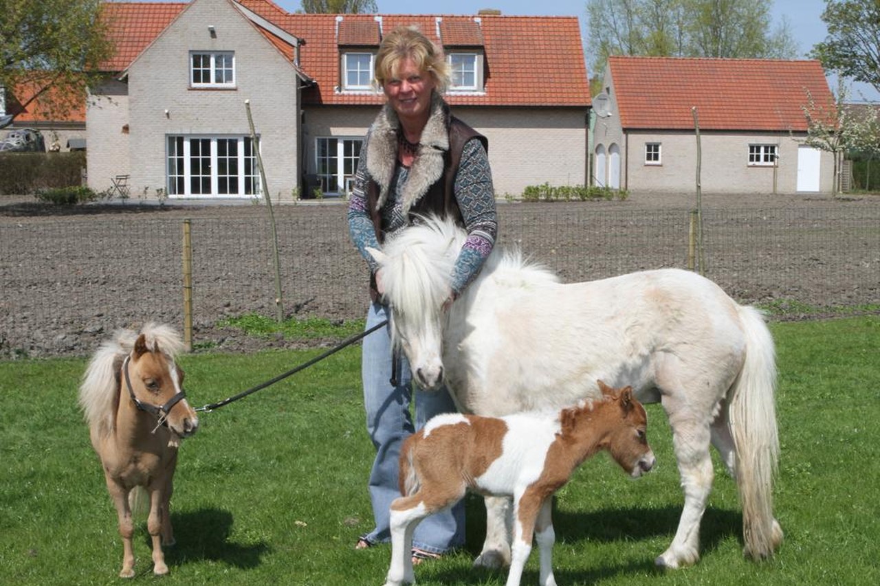 puppy huisvrouw Vereniging Kleinste paard van Europa loopt rond in Ramskapelle (Knokke-Heist) | Het  Nieuwsblad Mobile