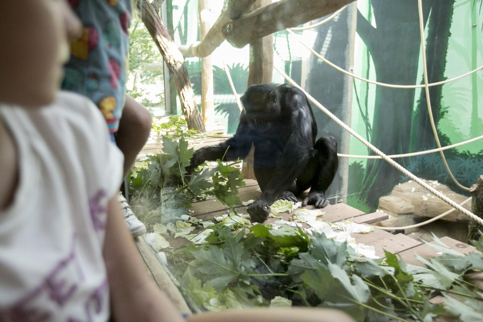 De bonobo’s zitten voorlopig in hun binnenverblijven. 