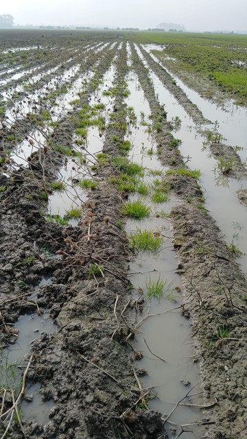 Een verzopen aardappelveld, begin deze week, in de West-Vlaamse polders.