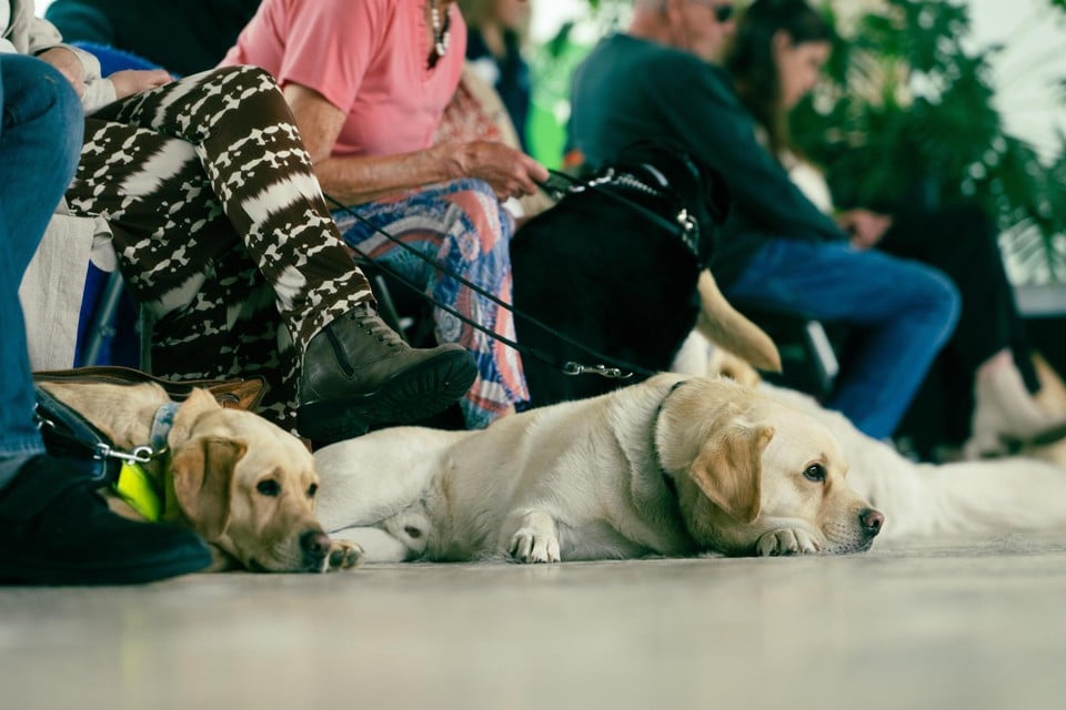 handing over 24 blindly guided dogs to their owner Copyright Raymond Lemmens
