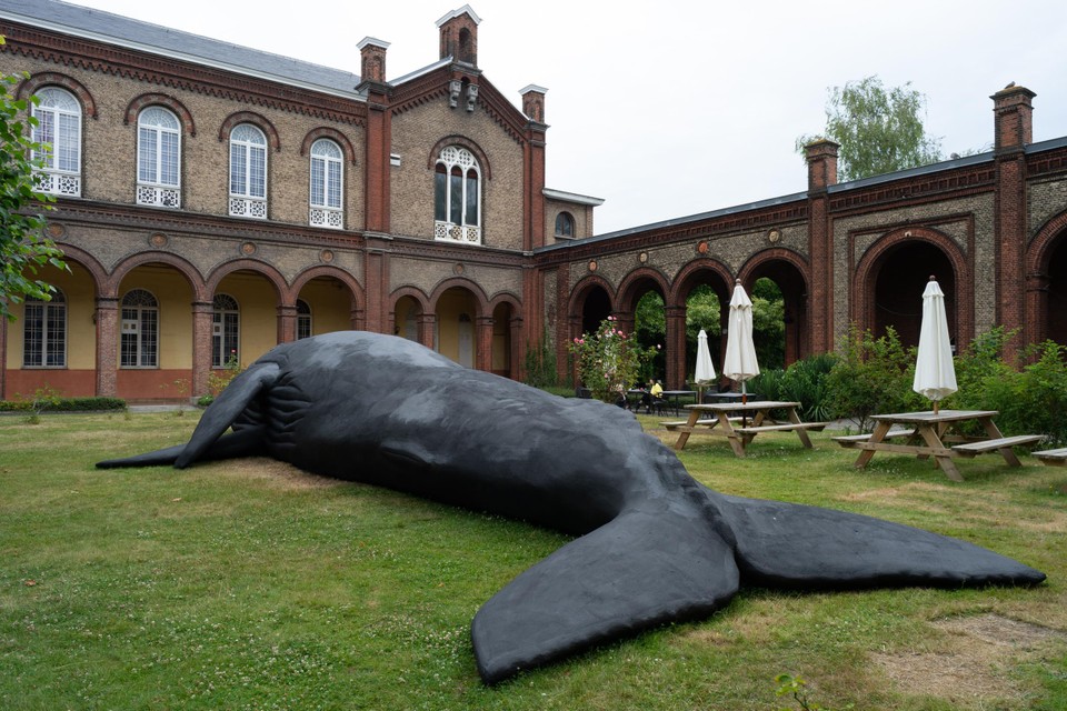 Het centrale beeld in de eerste expo van Wim Opbrouck: een monumentale bultrug, het eenzaamste dier in de oceaan. 