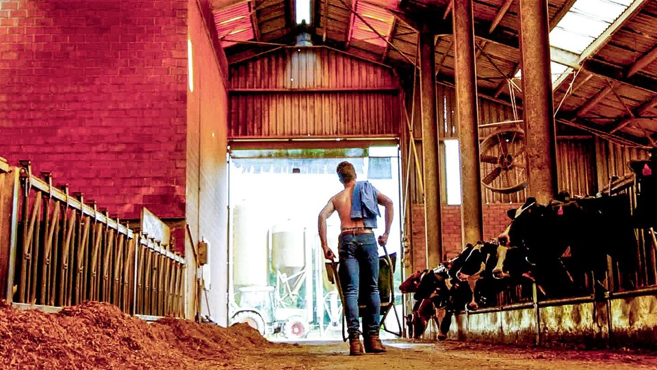 Stef runs a dairy farm with his parents.  