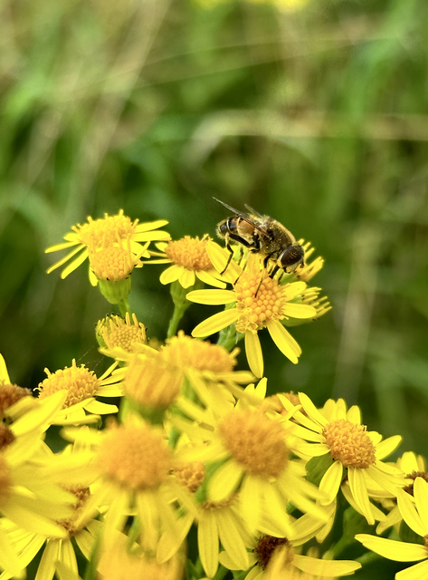 De insecten zullen plaats moeten maken voor Bioscape.