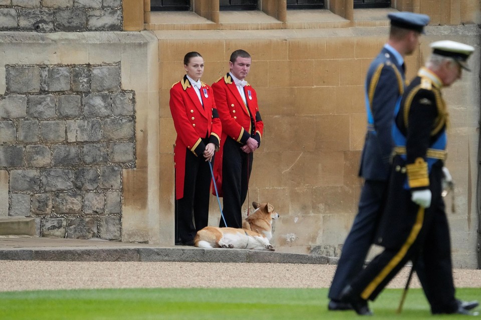 De hondjes van koningin Elizabeth waren ook present voor de lijkstoet. 