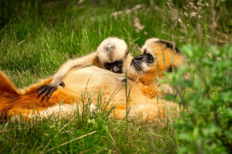 The little one still clings firmly to the mother's fur.