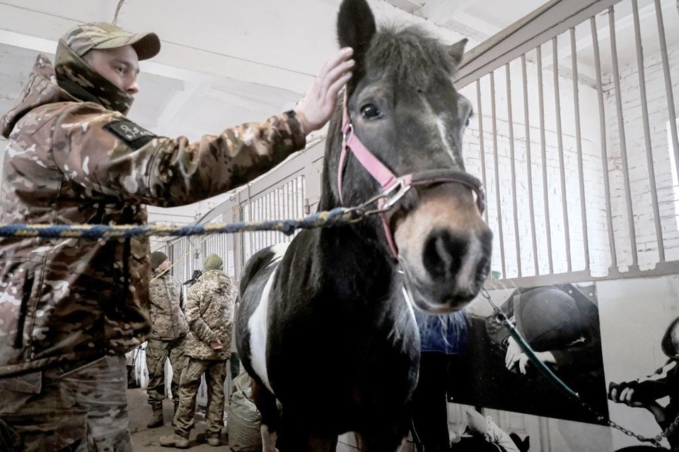 De sessies zijn kort, maar werken wel. “De paarden zijn groot en slim: ze helpen soldaten om emotionele energie te uiten.”