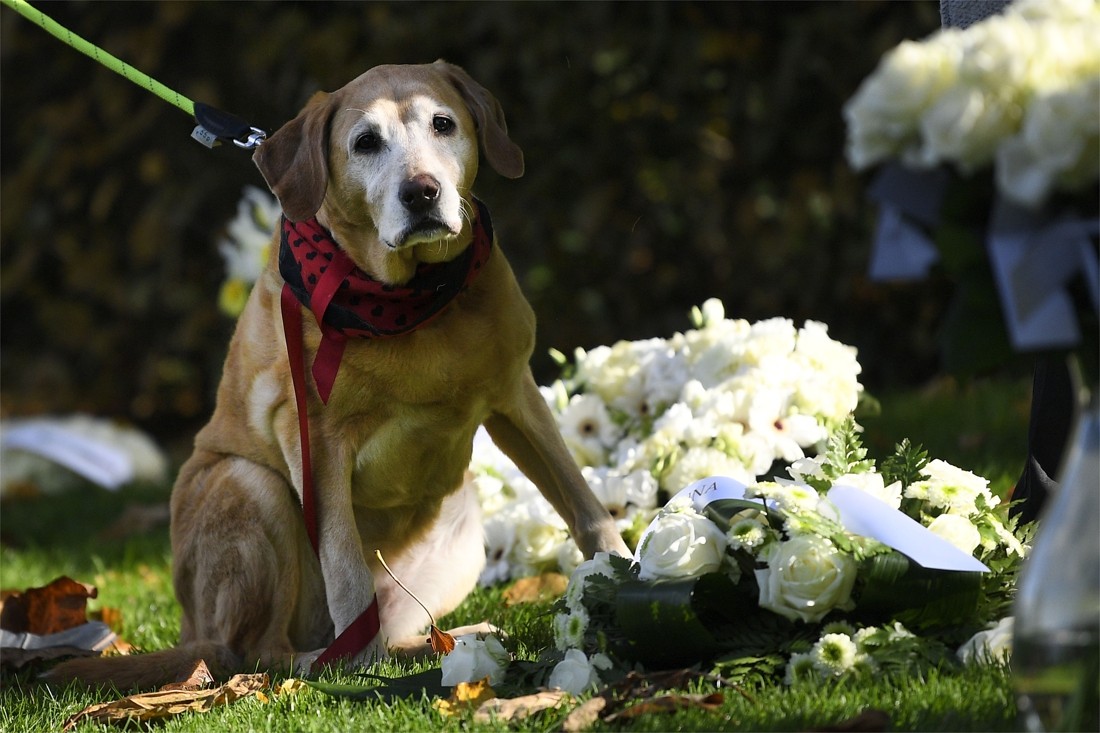 Wielemies labrador Zenn is niet de enige hond die treurt om dood baasje: “ Honden rouwen echt” | Het Nieuwsblad Mobile