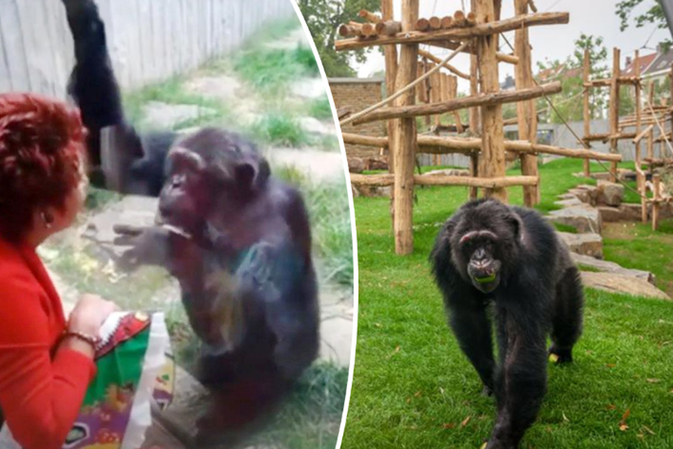 Rechts: chimpansee Chita in 2017