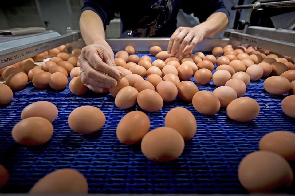Plotselinge afdaling incompleet als je kunt Prijs van eieren op hoogste niveau in tien jaar: “En de problemen zullen  niet snel opgelost raken” | Het Nieuwsblad Mobile