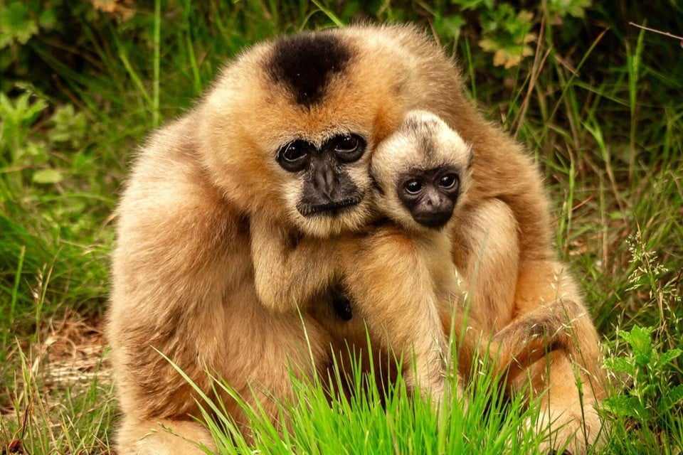 Zoo Planckendael welcomes Kleine Witwanggibbon: « The little one is still firmly attached to the fur of the mom » (Mechelen)